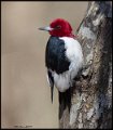 _7SB3897 red-headed woodpecker